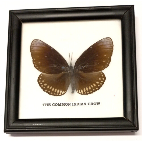 Motýl 1ks v rámečku č.6