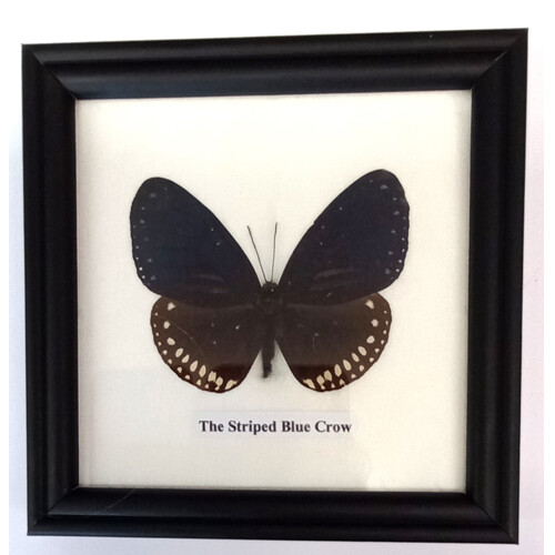 Motýl 1ks v rámečku č.8