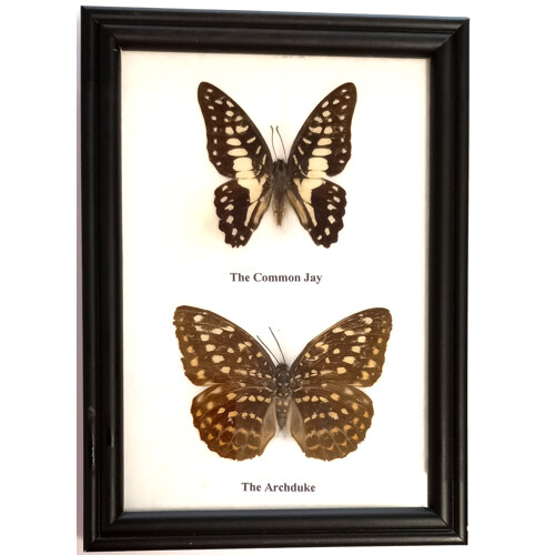 Motýli 2ks v rámečku č.2