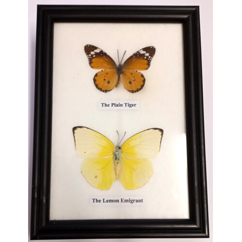 Motýli 2ks v rámečku č.8