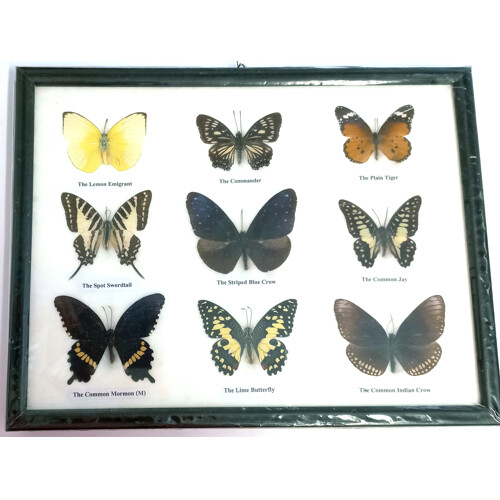 Motýli 9ks v rámečku č.7