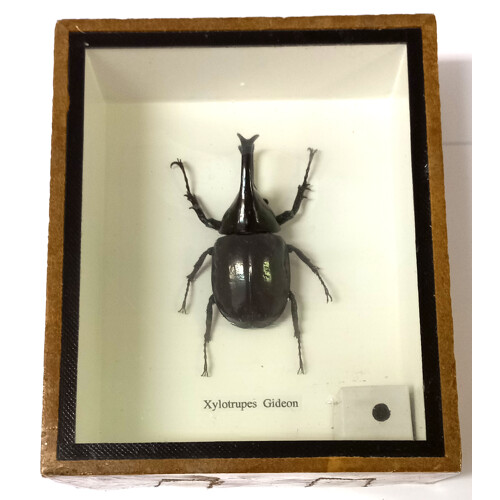 Brouk 1ks v kazetě č.3