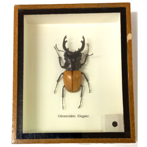 Brouk 1ks v kazetě č.4