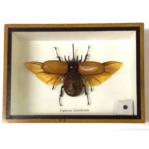 Brouk 1ks v kazetě č.5