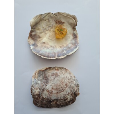 Mušle velká miska MLA