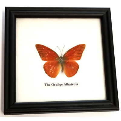 Motýl 1ks v rámečku č.3