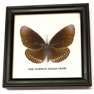 Motýl 1ks v rámečku č.6