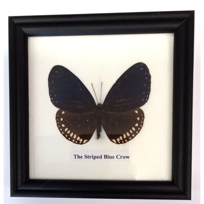 Motýl 1ks v rámečku č.8