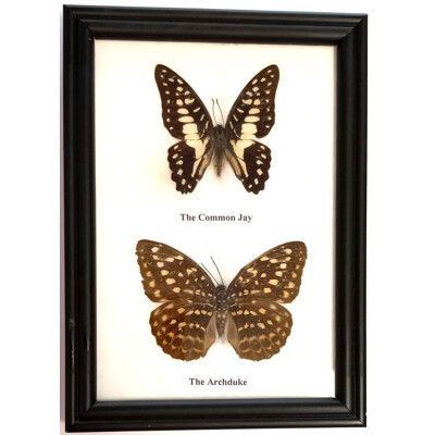 Motýli 2ks v rámečku č.2