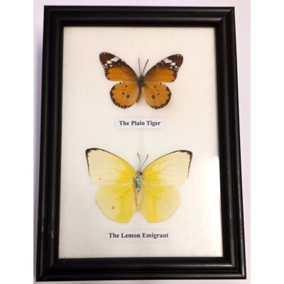 Motýli 2ks v rámečku č.8