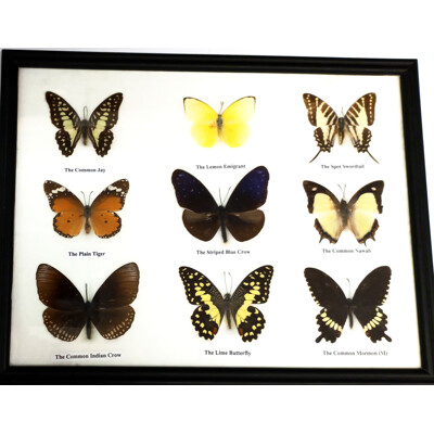 Motýli 9ks v rámečku č.1