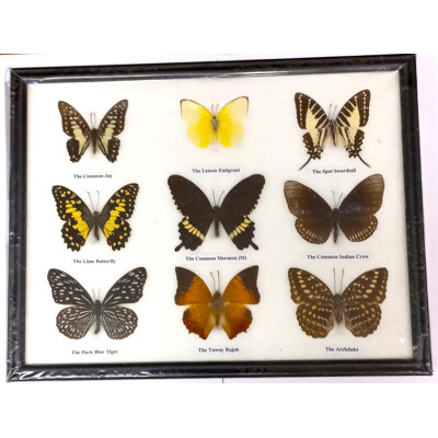 Motýli 9ks v rámečku č.4