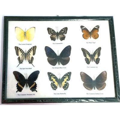 Motýli 9ks v rámečku č.7