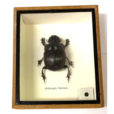 Brouk 1ks v kazetě č.2