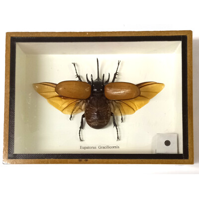 Brouk 1ks v kazetě č.5