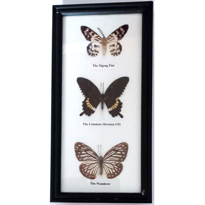Motýli v rámečku 3ks č.2