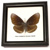 Motýl 1ks v rámečku č.6