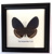 Motýl 1ks v rámečku č.8