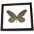 Motýl velký č.2